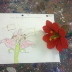 Anatomy of a Flower project for Banyan Elementary